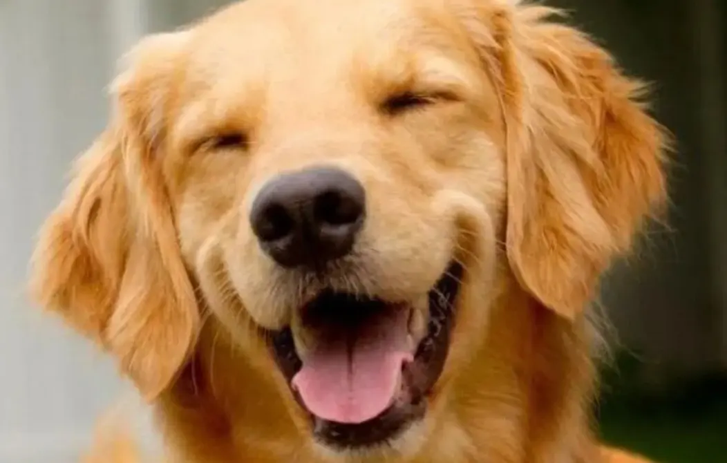 Lei Joca: tudo sobre o novo regulamento de transporte de pets no Brasil