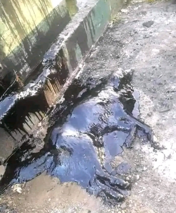 Missionários resgatam cão coberto de piche em cena comovente; recuperação emociona a internet