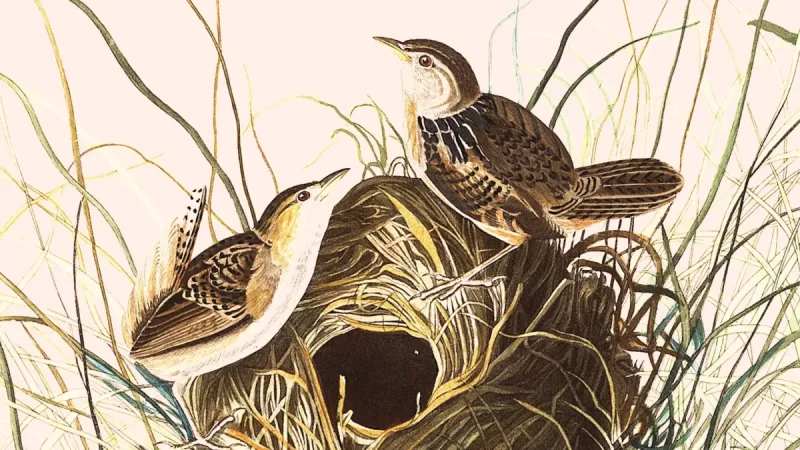 Fé Reformada: Conheça o Perfil de Igrejas Fiéis ao Evangelho Bíblico