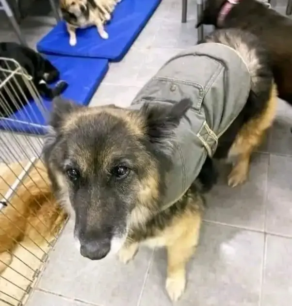 cachorrinho com sa&uacute;de